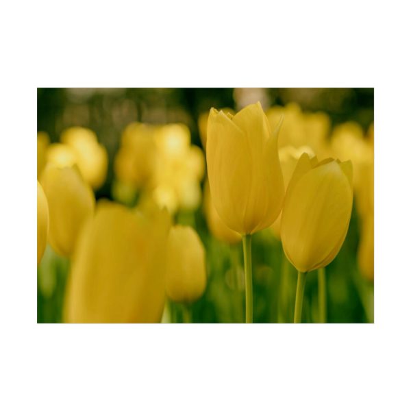 Yellow Tulips Blooming in the Field Poster