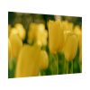Yellow Tulips Blooming in the Field Poster