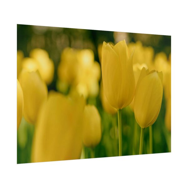 Yellow Tulips Blooming in the Field Poster