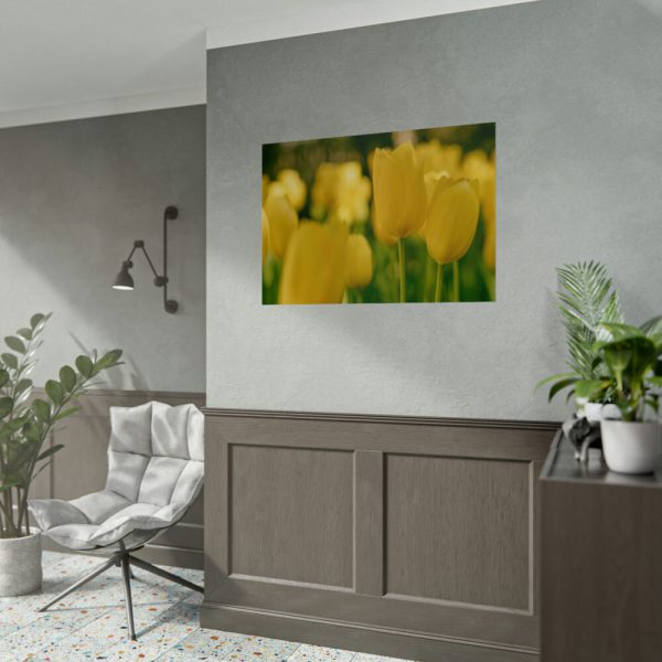 Yellow Tulips Blooming in the Field Poster
