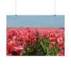 92409-721.jpg Pink Tulip Field Poster
