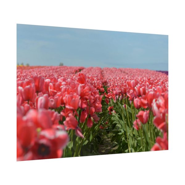 92409-722.jpg Pink Tulip Field Poster