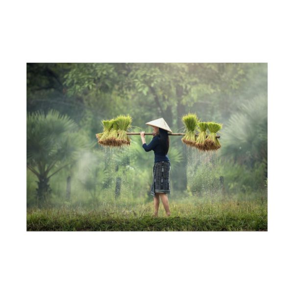 92409-787.jpg Rice Harvest Poster