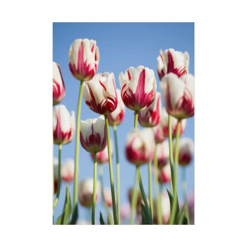 Ombre Pink and White Tulips Blooming in the Field Poster