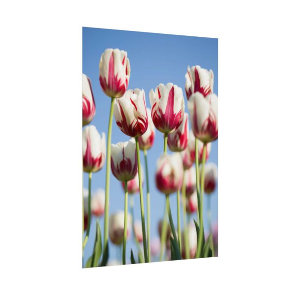 92410-222.jpg Ombre Pink and White Tulips Blooming in the Field Poster