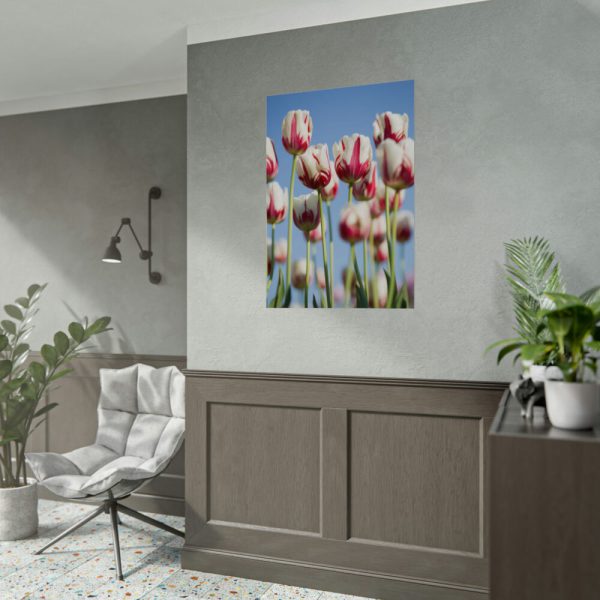 92410-224.jpg Ombre Pink and White Tulips Blooming in the Field Poster
