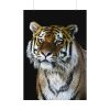 92410-71.jpg Cute Siberian Tiger Poster