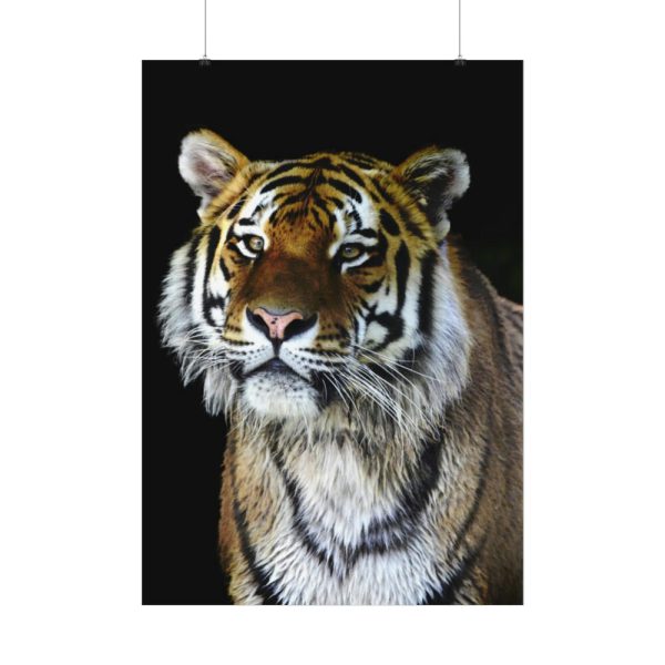 92410-71.jpg Cute Siberian Tiger Poster