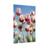 92411-222.jpg Ombre Pink and White Tulips Blooming in the Field Poster
