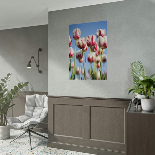 92411-224.jpg Ombre Pink and White Tulips Blooming in the Field Poster