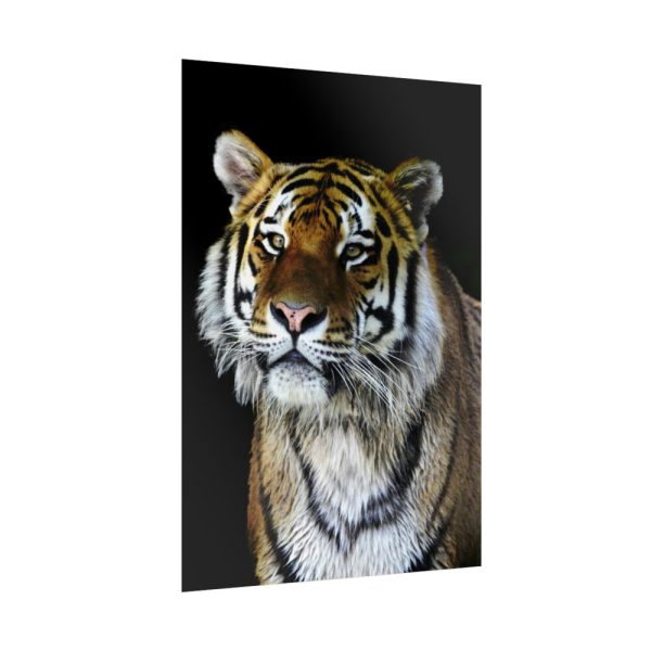92411-72.jpg Cute Siberian Tiger Poster