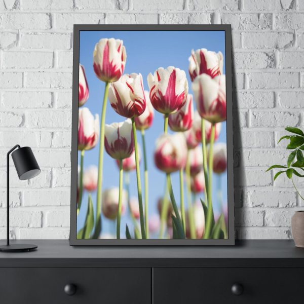 93830-179.jpg Ombre Pink and White Tulips Blooming in the Field Framed Poster