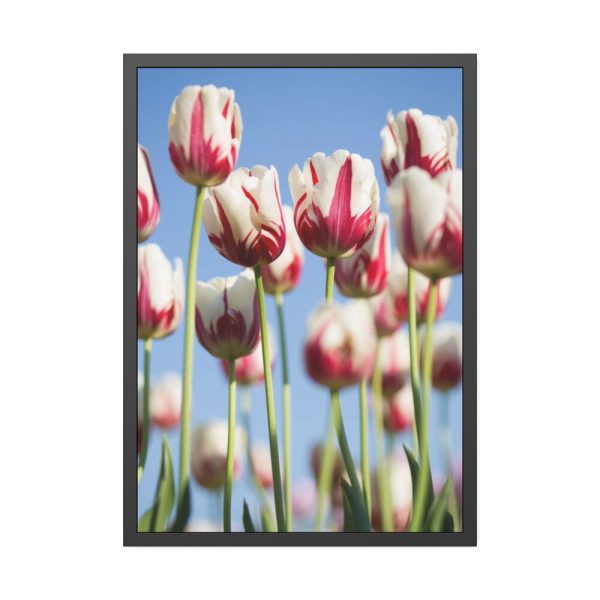 93831-176.jpg Ombre Pink and White Tulips Blooming in the Field Framed Poster