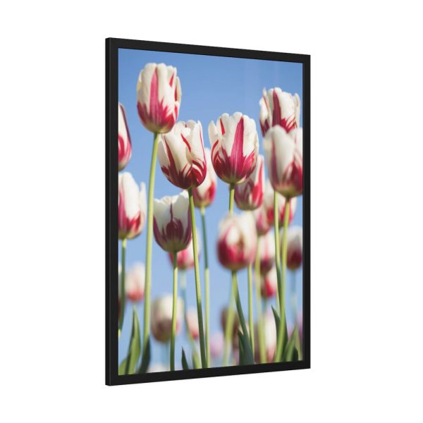 93831-177.jpg Ombre Pink and White Tulips Blooming in the Field Framed Poster