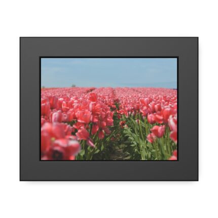 Pink Tulip Field Framed Poster