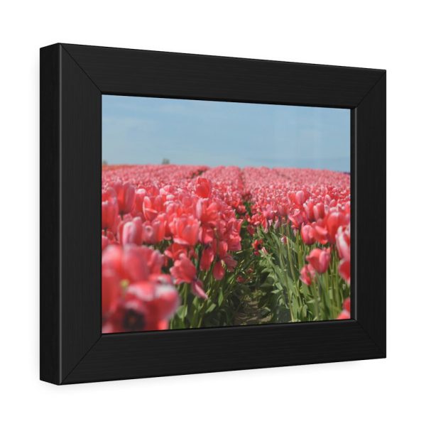 93836-13.jpg Pink Tulip Field Framed Poster