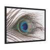 93854-185.jpg Peacock Feather Framed Poster