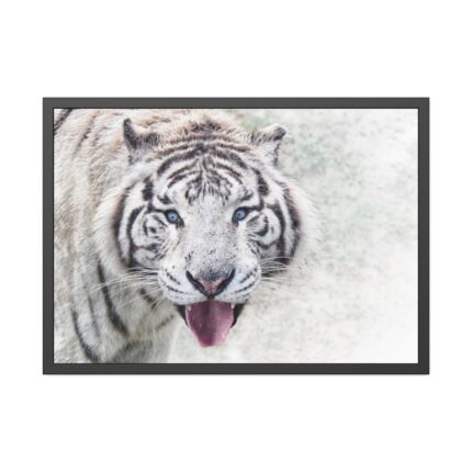 White Bengal Tiger Framed Poster