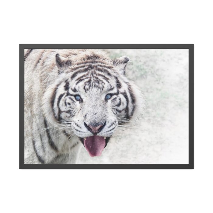 White Bengal Tiger Framed Poster - Image 1