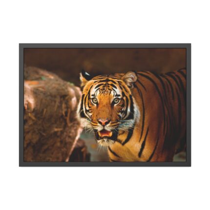 Tiger Roaring Framed Poster