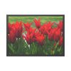 93854-516.jpg Vibrant Red Tulips Bloom in a Field Framed Poster
