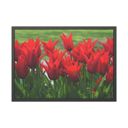 Vibrant Red Tulips Bloom in a Field Framed Poster