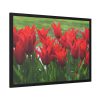 93854-517.jpg Vibrant Red Tulips Bloom in a Field Framed Poster
