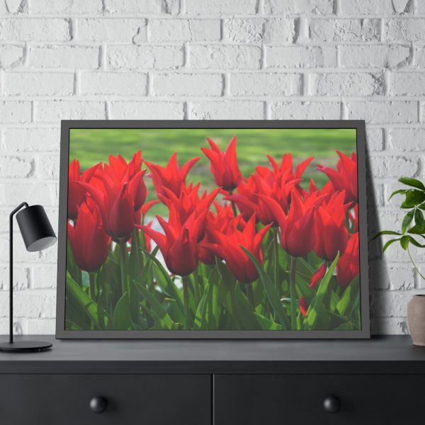 93854-519.jpg Vibrant Red Tulips Bloom in a Field Framed Poster