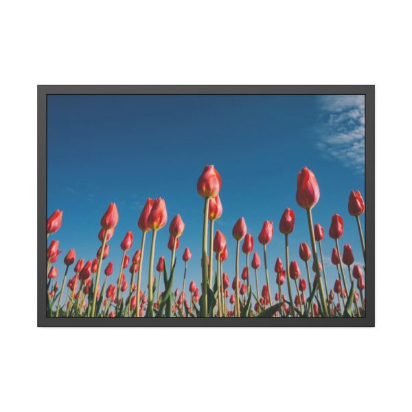 A Low-Angle Shot of a Field of Red Tulips Framed Poster