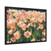 93854-525.jpg A Large Grouping of Light Tulips in Sunlight Framed Poster
