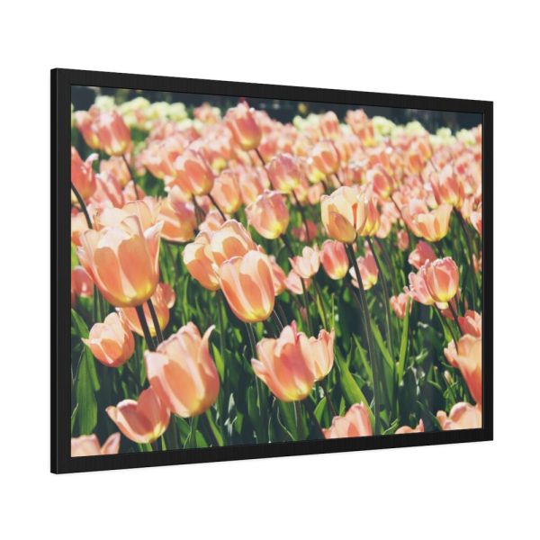 93854-525.jpg A Large Grouping of Light Tulips in Sunlight Framed Poster