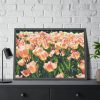 93854-527.jpg A Large Grouping of Light Tulips in Sunlight Framed Poster