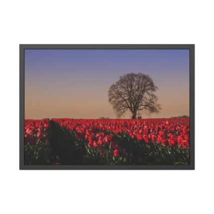 Tulips Field Framed Poster
