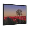 93854-585.jpg Tulips Field Framed Poster