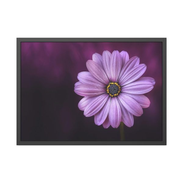 93855-152.jpg Purple Daisy Flower Framed Poster