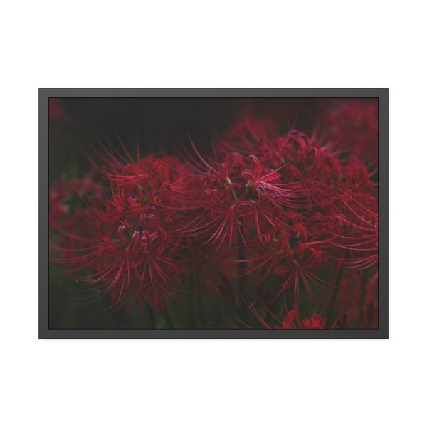 93855-160.jpg Red Spider Lilies Framed Poster