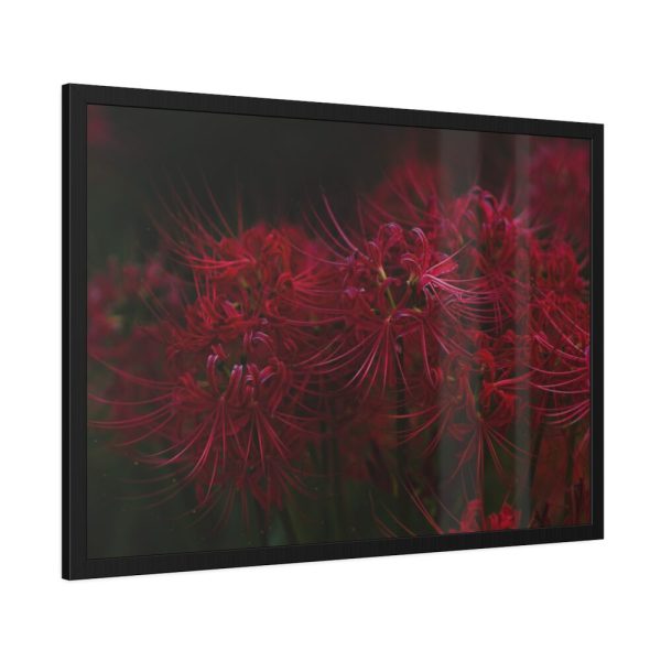 93855-161.jpg Red Spider Lilies Framed Poster