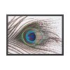 93855-184.jpg Peacock Feather Framed Poster