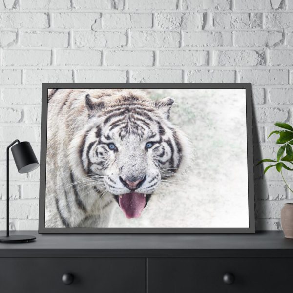 93855-195.jpg White Bengal Tiger Framed Poster