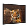 93855-197.jpg Tiger Roaring Framed Poster
