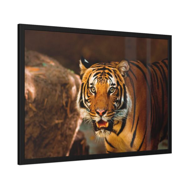93855-197.jpg Tiger Roaring Framed Poster