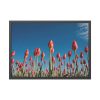 A Low-Angle Shot of a Field of Red Tulips Framed Poster