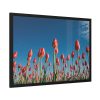 A Low-Angle Shot of a Field of Red Tulips Framed Poster