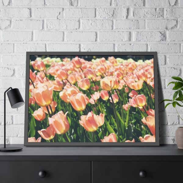 93855-527.jpg A Large Grouping of Light Tulips in Sunlight Framed Poster