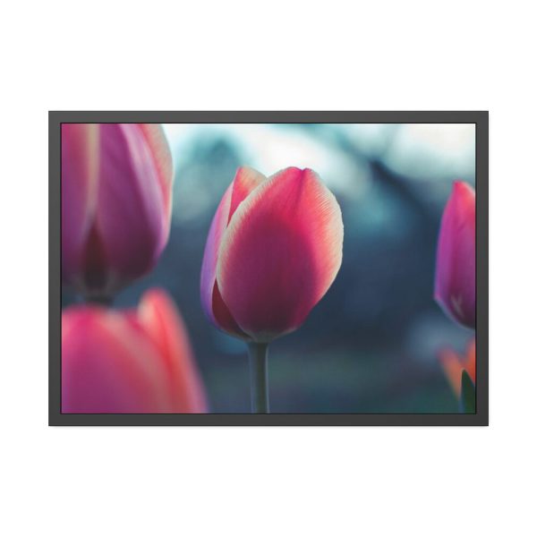 93855-588.jpg Blooming Pink Tulips in the Evening Light Framed Poster