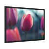 93855-589.jpg Blooming Pink Tulips in the Evening Light Framed Poster
