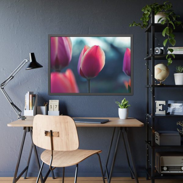 93855-590.jpg Blooming Pink Tulips in the Evening Light Framed Poster