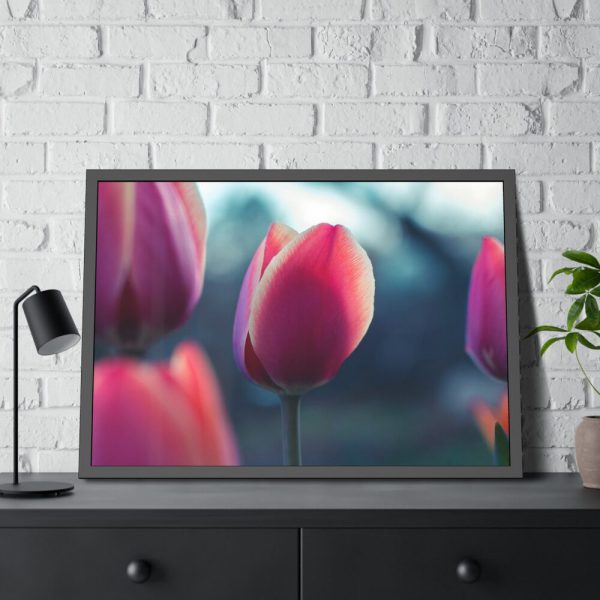 93855-591.jpg Blooming Pink Tulips in the Evening Light Framed Poster