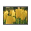 93855-592.jpg Yellow Tulips Blooming in the Field Framed Poster