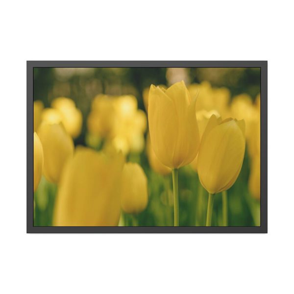 93855-592.jpg Yellow Tulips Blooming in the Field Framed Poster